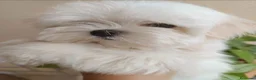 Bichón Maltés perros en venta: Bichon maltés de maxima calidad - Anuncio 3