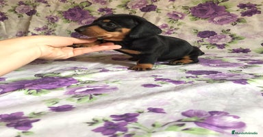 Teckel Miniatura perros en Ciudad Real - Anuncio 4