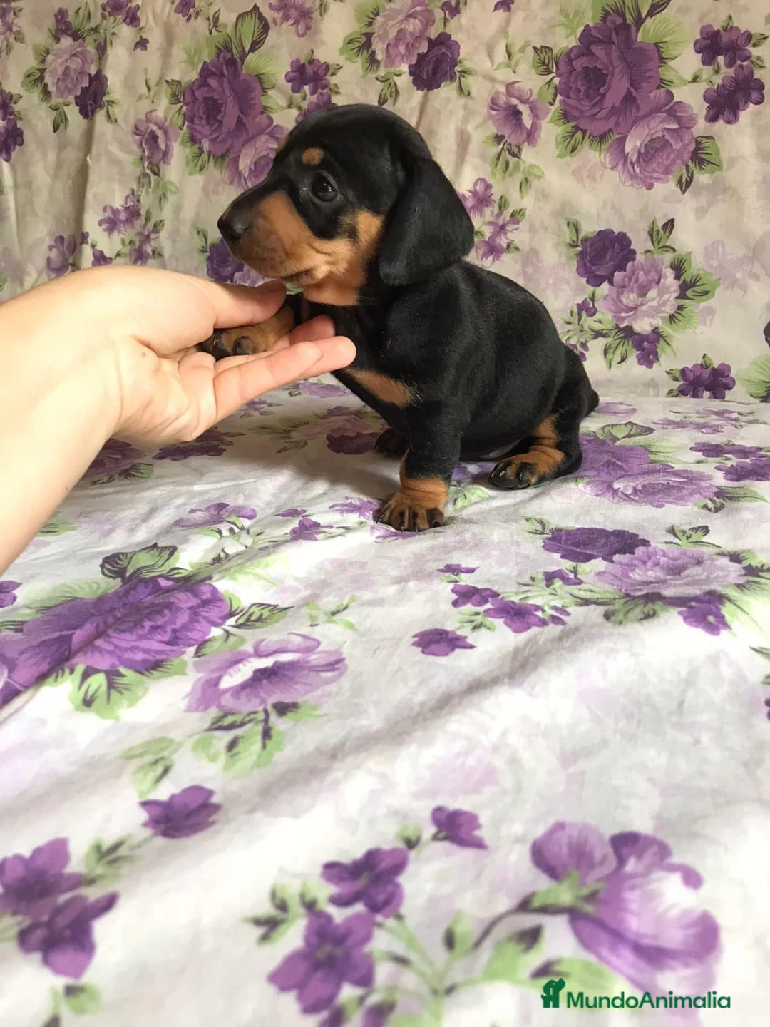 Teckel Miniatura perros en venta: Teckel , CONDICIONES INMEJORABLES  en Ciudad Real - Anuncio 3