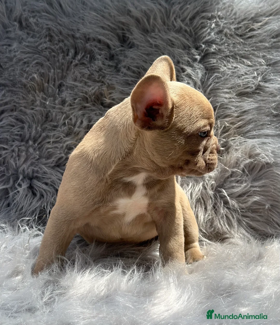 Bulldog Francés perros en venta: BULLDOG FRANCÉS ISABELLA NEW SHADE en Barcelona - Anuncio 3