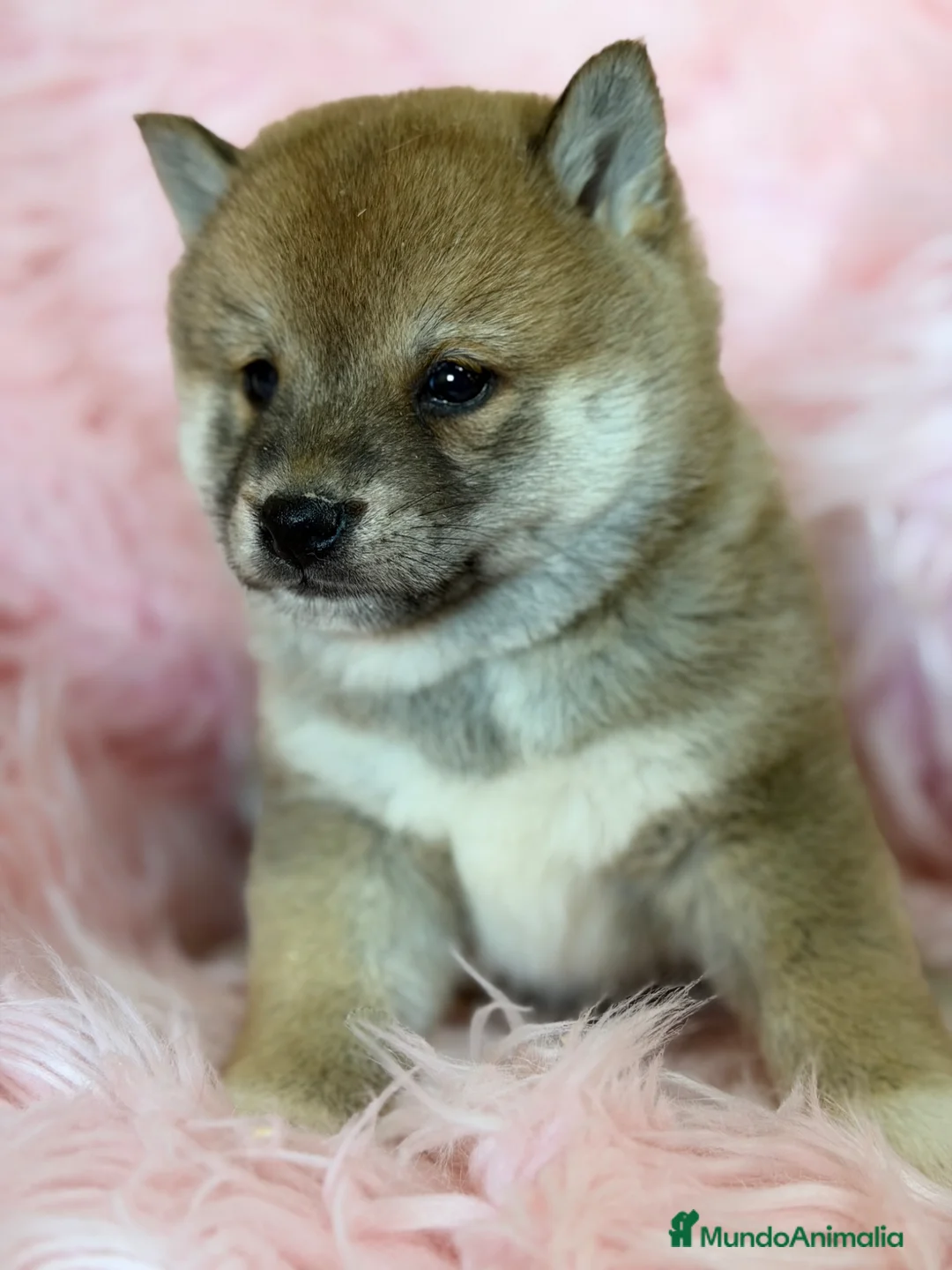 Shiba Inu perros en venta: Shiba Inu hembra  - Anuncio 2