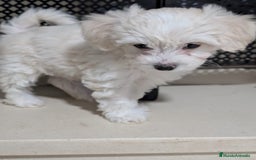 Maltipoo perros en venta: Camada de Maltipoo  - Imagen 11