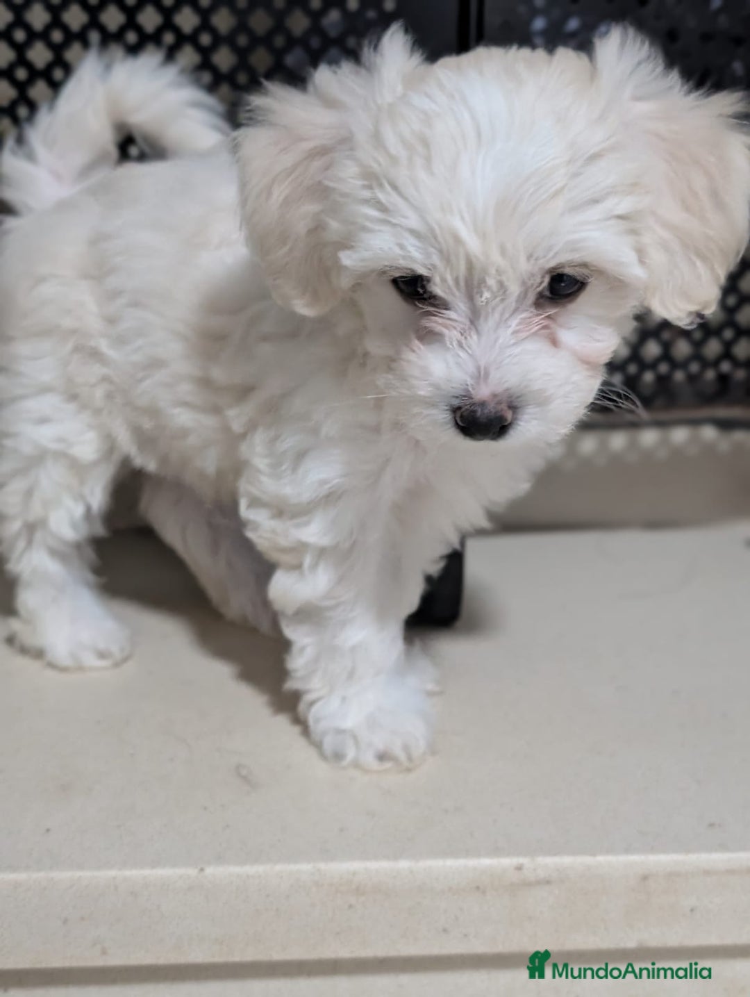 Maltipoo perros en venta: Camada de Maltipoo  - Imagen 11