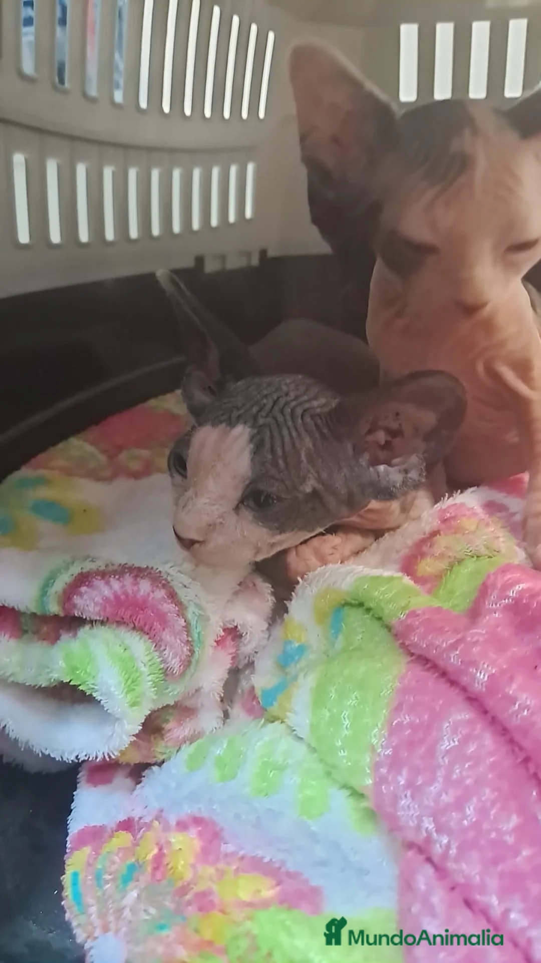 Sphynx gatos en venta: Gato sphinge  - Anuncio 1