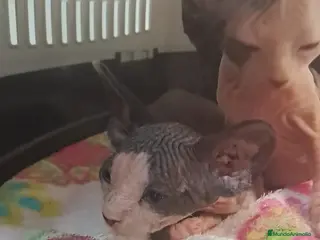 Sphynx gatos Gato sphinge - Anuncio 3
