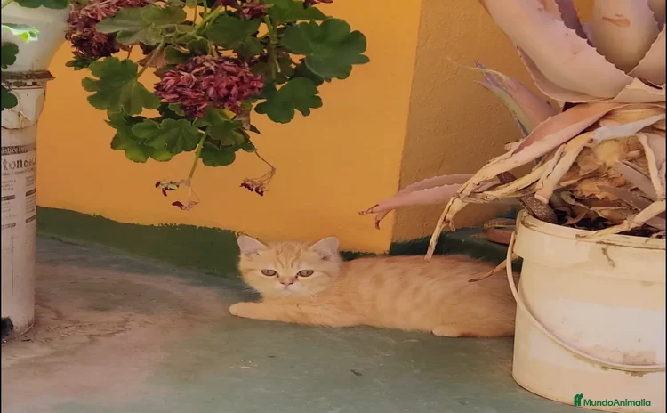 Persa gatos - Anuncio 1