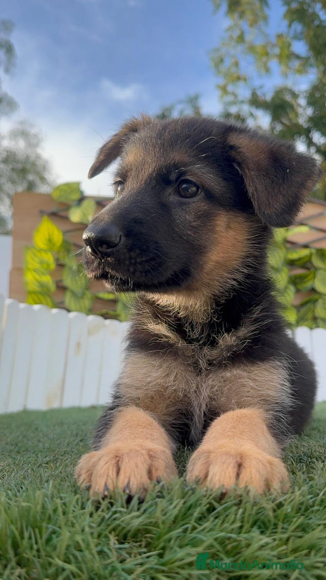 Pastor Alemán perros en venta: PASTOR ALEMAN HEMBRA - Imagen 4