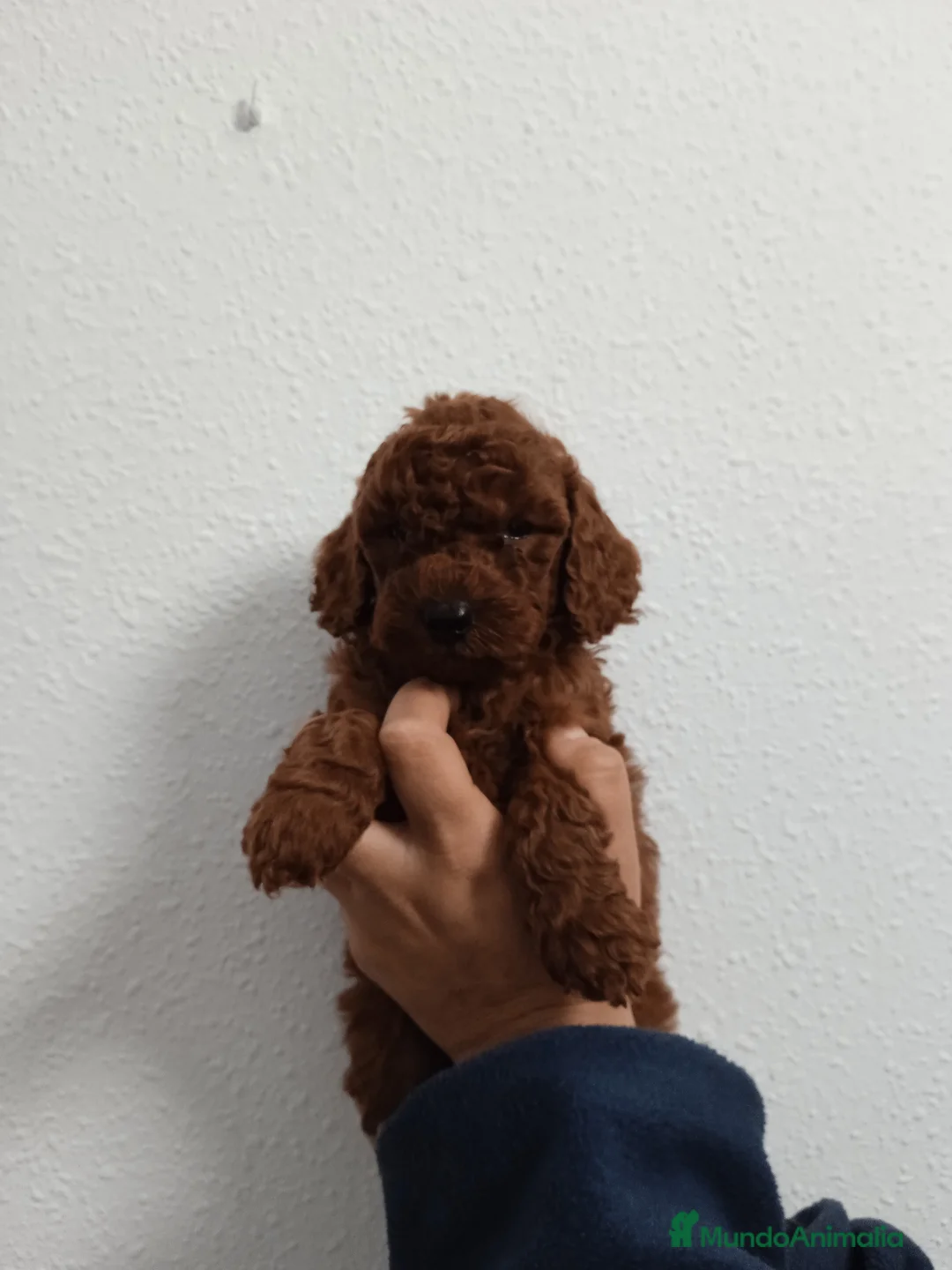 Caniche Enano perros en venta: Camada de caniches toy y enano  - Anuncio 1