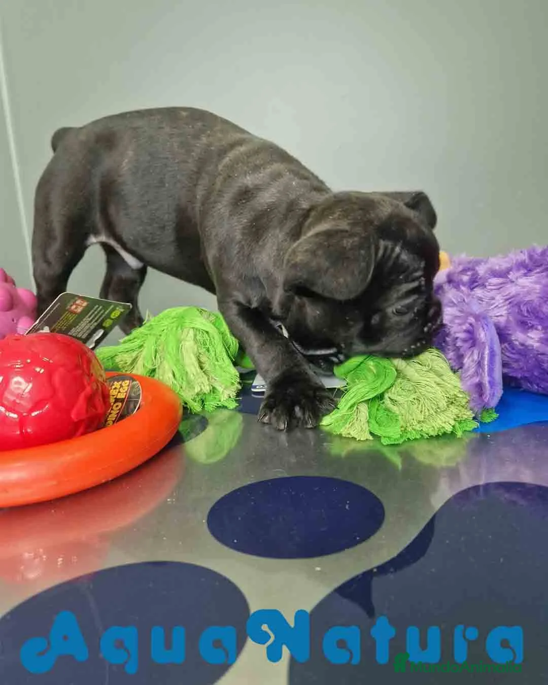 Bulldog Francés perros en venta: Bulldog Frances Macho 2434 AQUANATURA - Anuncio 4