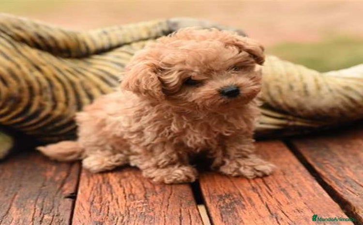 Maltipoo perros - Anuncio 1