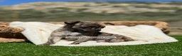 Chihuahua perros en venta: CHIHUAHUA - Anuncio 3