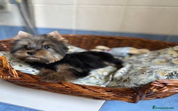 Yorkshire Terrier perros en venta: Yorkshire toy hembra disponible  - Imagen 4