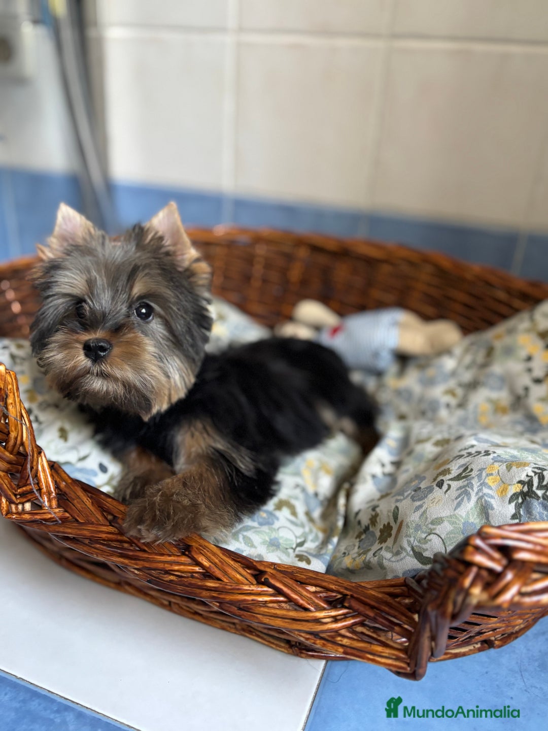 Yorkshire Terrier perros en venta: Yorkshire toy hembra disponible  - Imagen 4