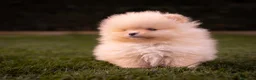 Pomerania perros en venta: Camada Pomerania Toy crema - Anuncio 3