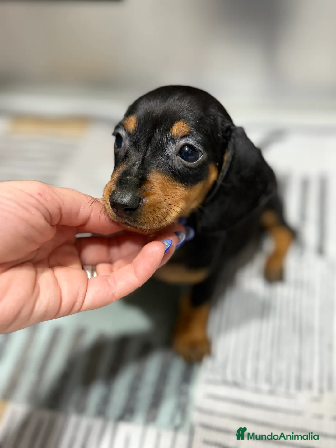 Teckel Miniatura perros en venta: 2 hembras teckel kanichen negras y fuego  - Anuncio 4