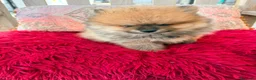 Pomerania perros en venta: Lulú pomerania toy - Anuncio 9