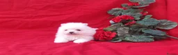 Pomerania perros en venta: POMERANIA  LINEA TOY   MUY CHATO - Anuncio 24