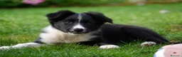 Border Collie perros en venta: BORDER COLLIE CACHORROS DESDE 350 € - Anuncio 4