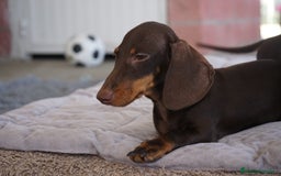 Teckel Miniatura perros en venta: 🍫 Cacao y Bongo – Dulzura en versión mini 🐾 - Imagen 1