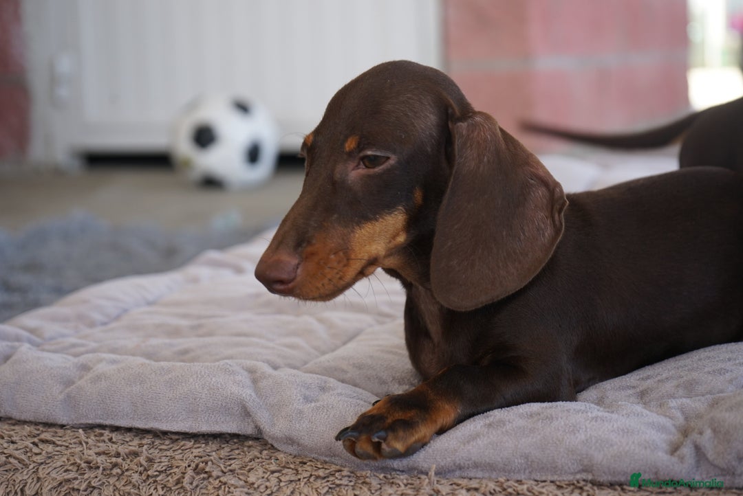Teckel Miniatura perros en venta: 🍫 Cacao y Bongo – Dulzura en versión mini 🐾 - Imagen 1
