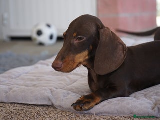 Teckel Miniatura perros - Anuncio 1