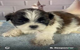 Shih Tzu perros en venta: Shih Tzu muy bonitos!!! - Imagen 3