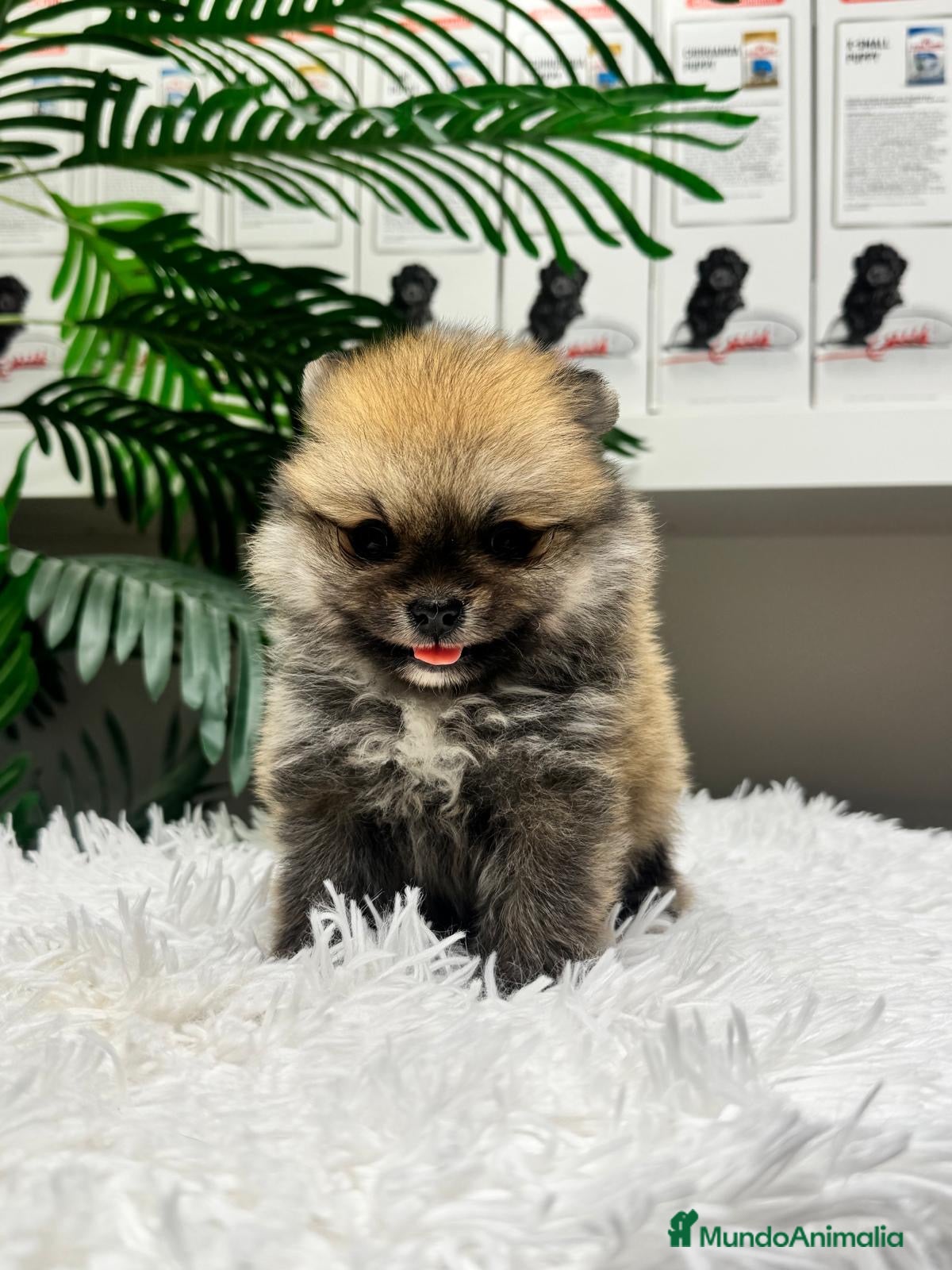 Pomerania perros POMERANIA 🎀 - Anuncio 1