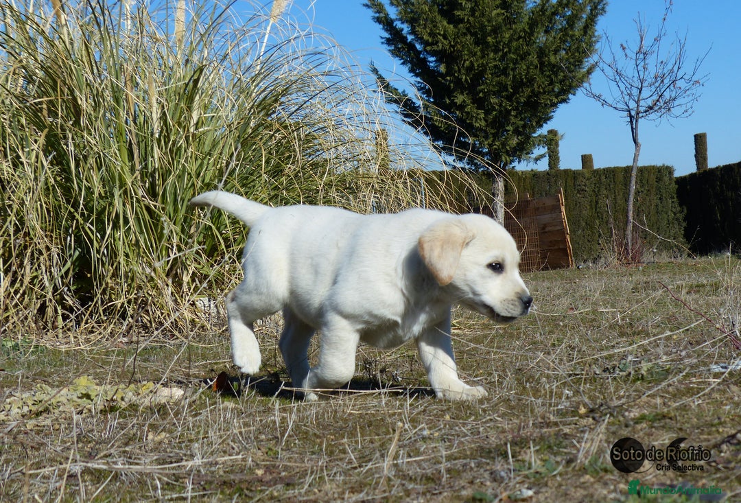 Labrador Retriever perros en venta: Labrador cachorro  - Anuncio 2