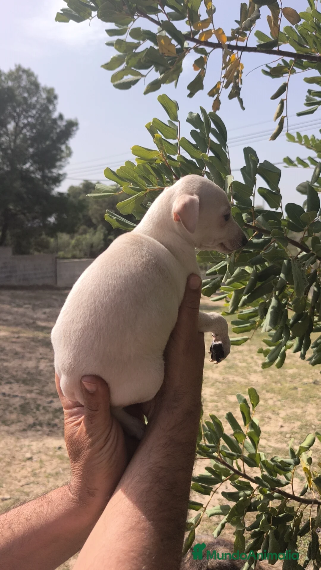 Pequeño Lebrel Italiano perros en venta: Pequeño Lebrel Italiano Piccolo Galgo Italiano  - Anuncio 2