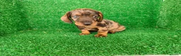 Teckel Miniatura perros en venta: Teckel miniatura  - Anuncio 11