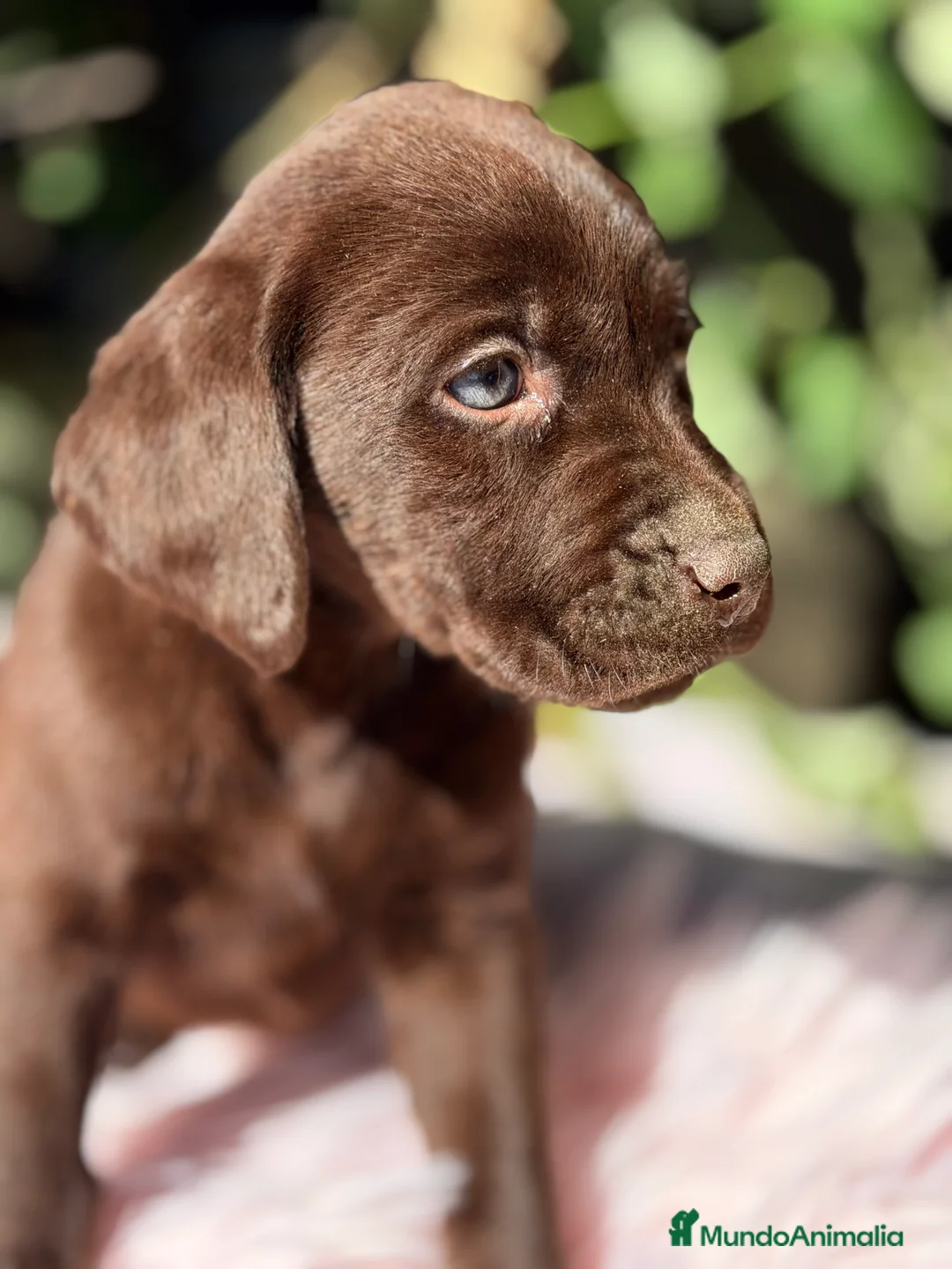 Labrador Retriever perros en venta: Labradora chocolate  - Anuncio 2