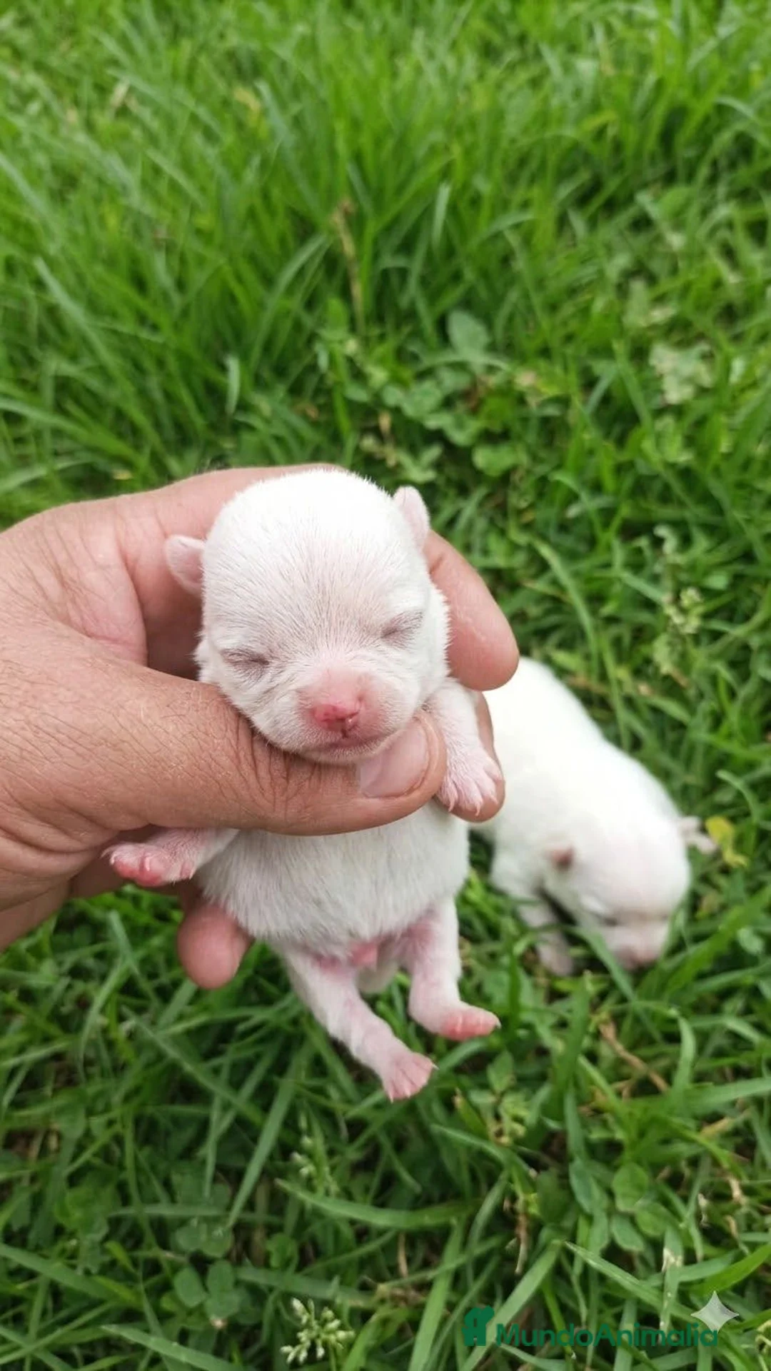 Chihuahua perros en venta: PRECIOSOS CHIHUAHUAS TOY - Anuncio 2