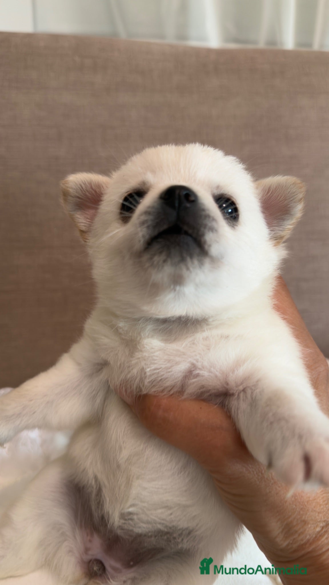 Pomchi perros Pomchi espectaculares y unicos - Anuncio 2