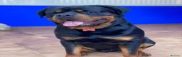 Rottweiler perros en venta: Camada de rottweiler  - Anuncio 3