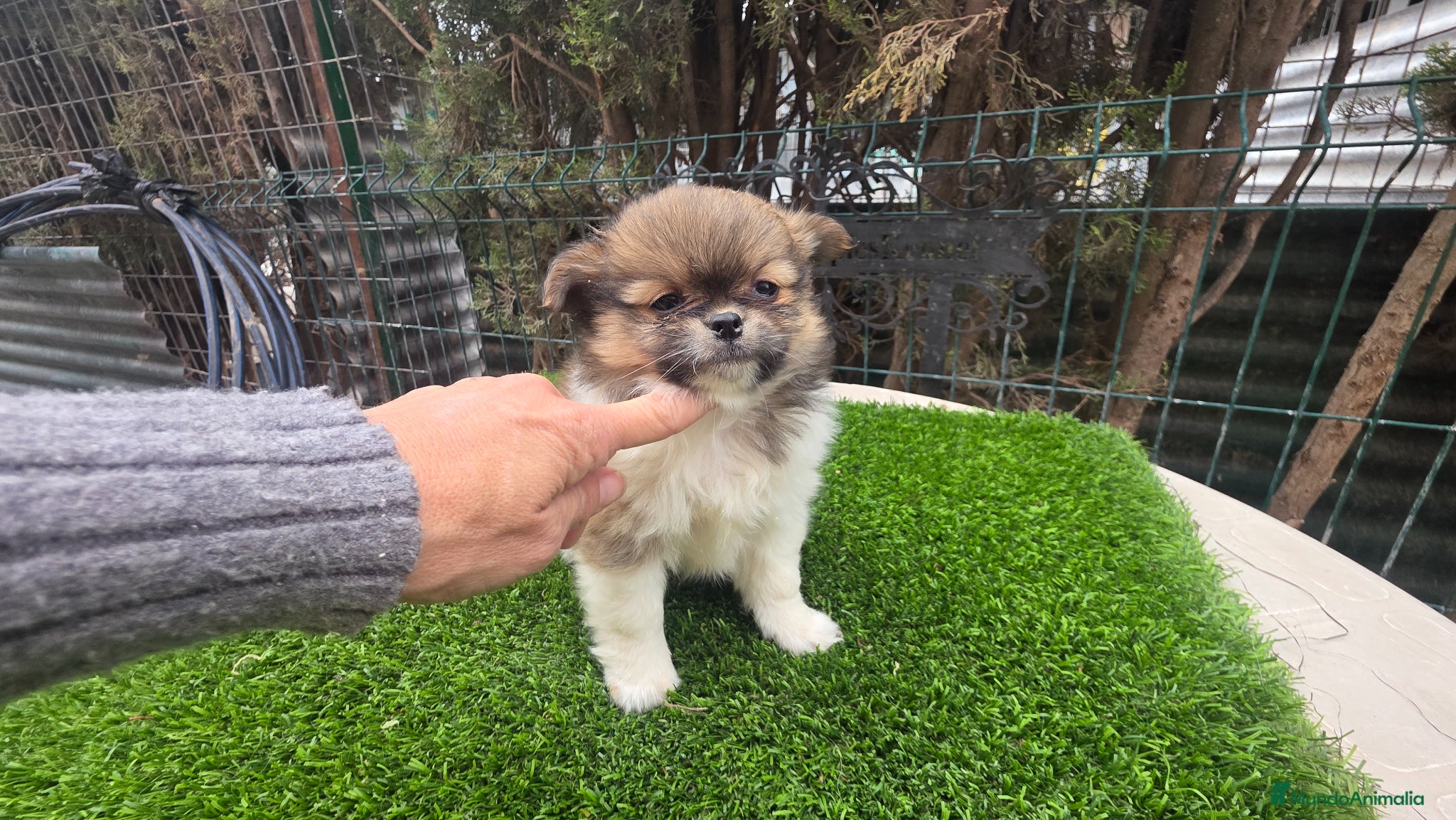 Pekinés perros Pekines tricolor  - Anuncio 1