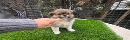 Pekinés perros en venta: Pekines tricolor  - Anuncio 1