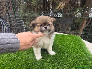 Pekinés perros Pekines tricolor - Anuncio 2