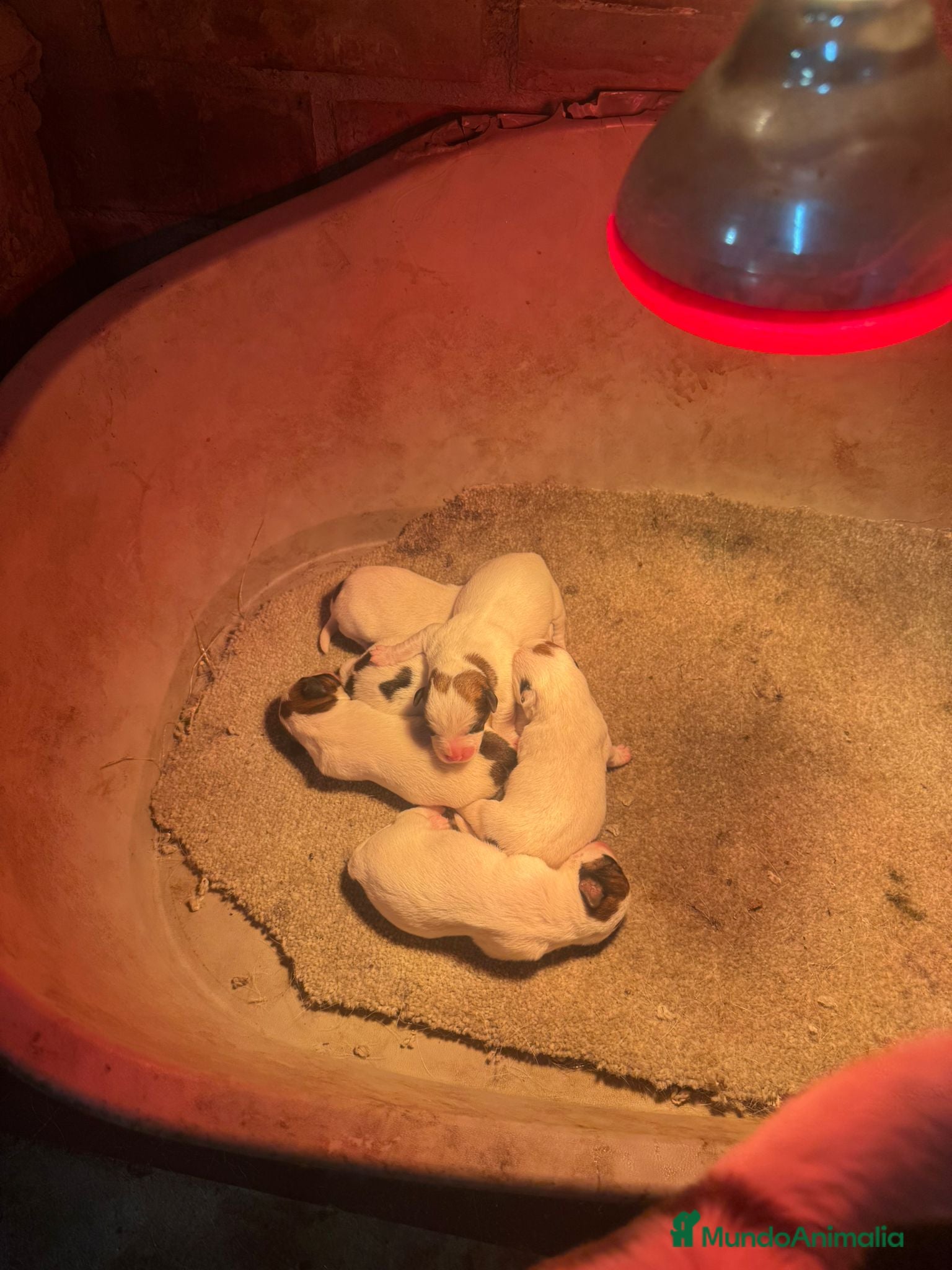 Jack Russell Terrier perros Jack Russell bicolor y tricolor  - Anuncio 1