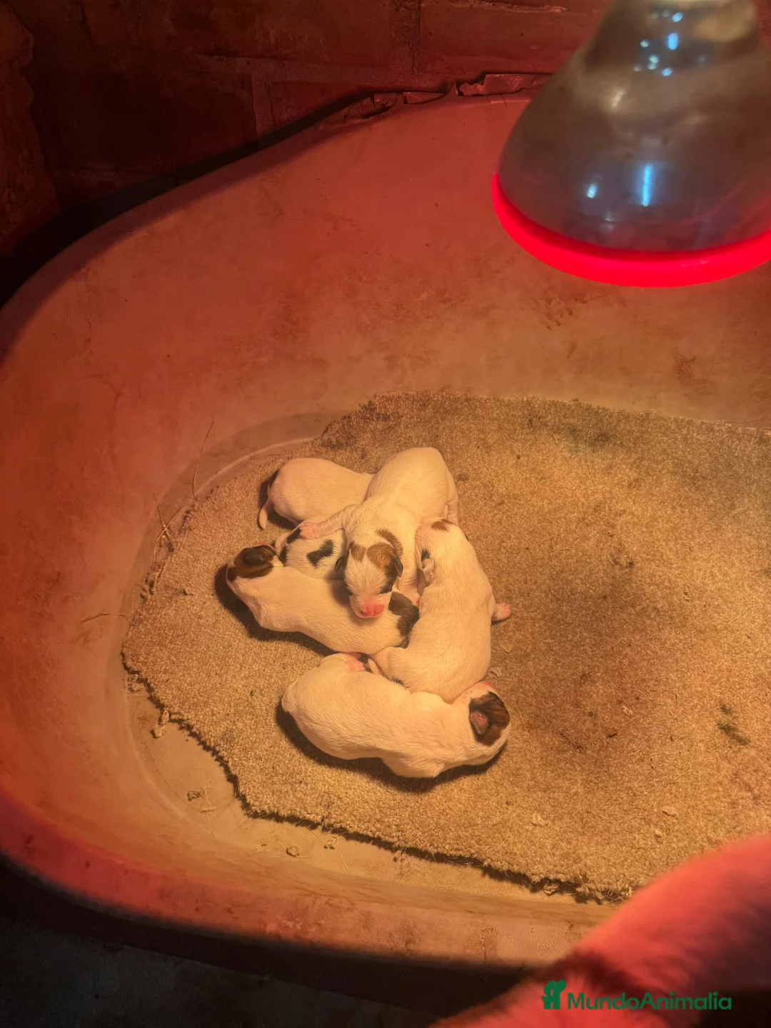 Jack Russell Terrier perros en venta: Jack Russell bicolor y tricolor  - Anuncio 1