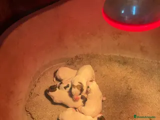 Jack Russell Terrier perros Jack Russell bicolor y tricolor - Anuncio 1