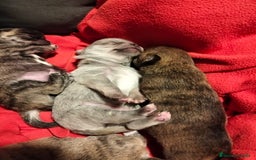 Chihuahua perros en venta: Cachorros chihuahua - Imagen 1