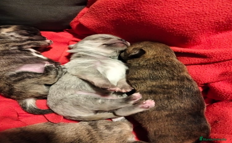 Chihuahua perros - Anuncio 1
