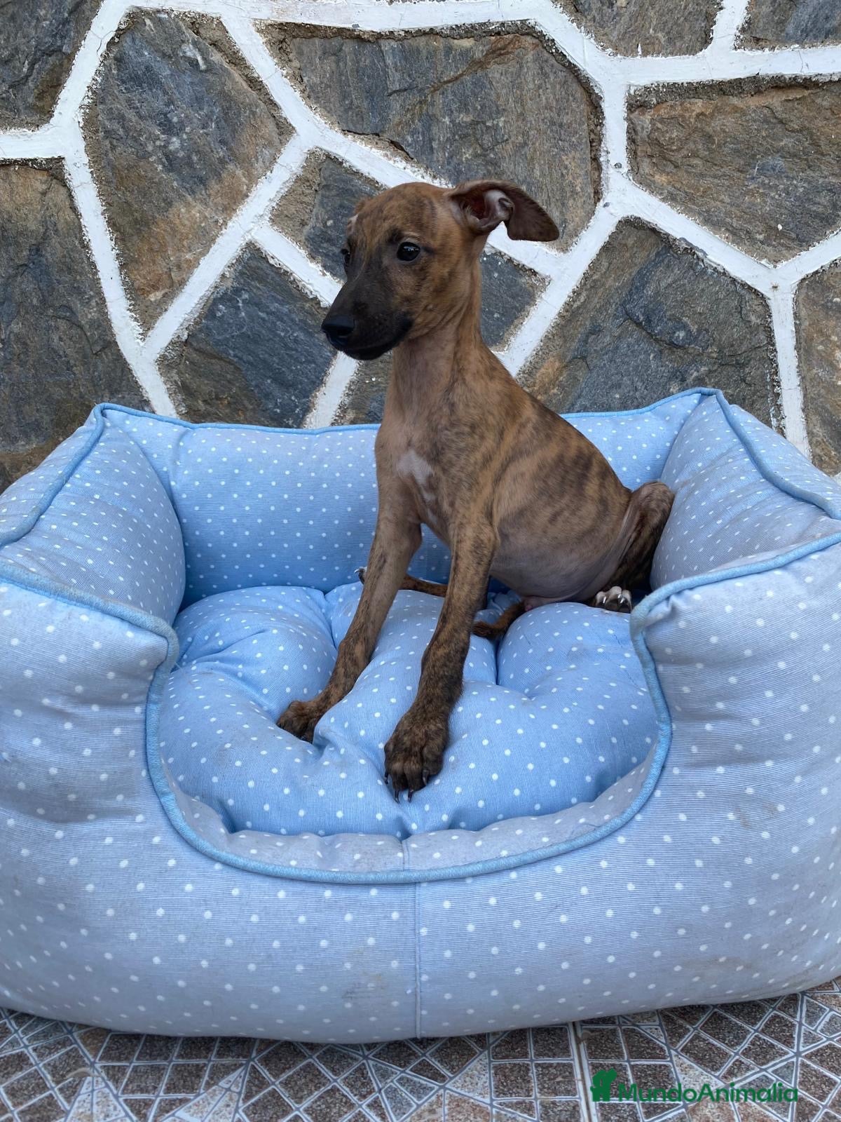 Whippet perros CACHORRO DE WHIPPET - Anuncio 3