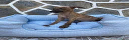 Whippet perros en venta: CACHORRO DE WHIPPET - Anuncio 1