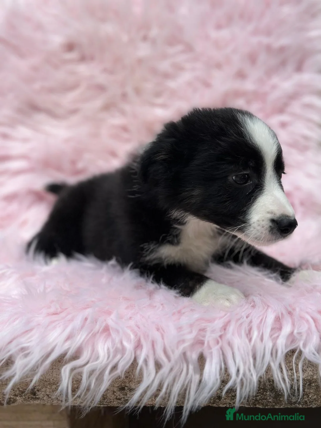 Border Collie perros en venta: Border collie - Anuncio 6