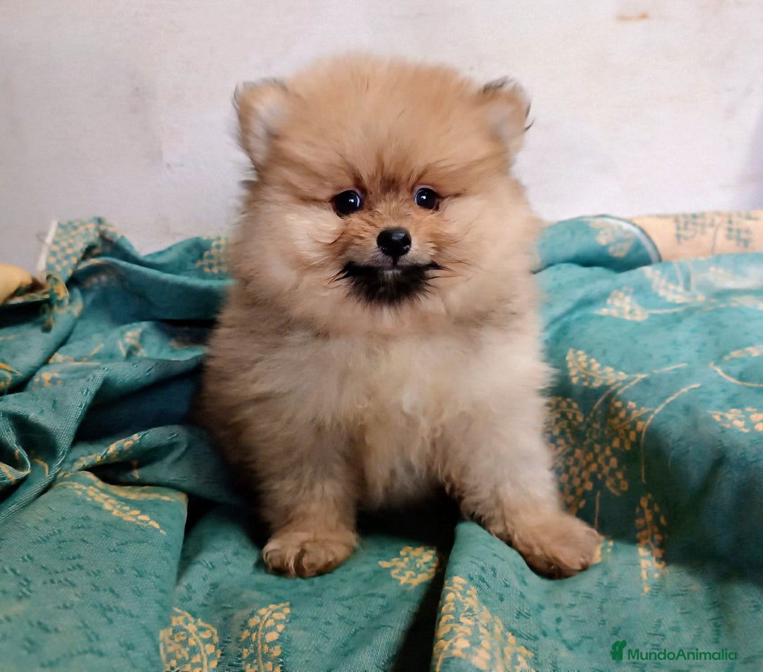 Pomerania perros en venta: PRECIOSO MACHITO POMERANIA - Imagen 4