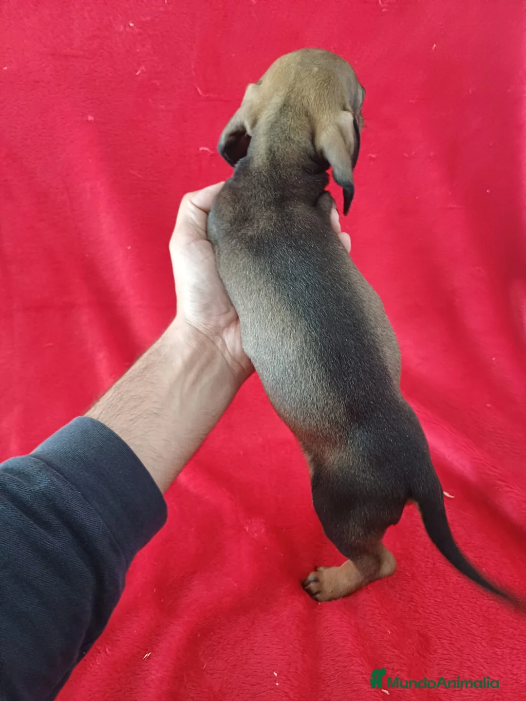 Teckel Miniatura perros en venta: Teckel Mini Sable  - Anuncio 3