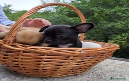 Chihuahua perros en venta: Chihuahuas toy cabeza de manzana - Imagen 19