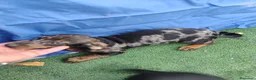Teckel Miniatura perros en venta: Cachorra teckel arlequín plata  - Anuncio 3