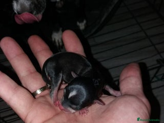Chihuahua perros en Alicante - Anuncio 35
